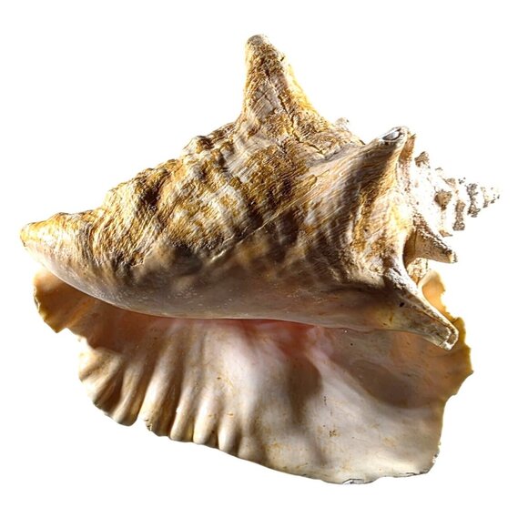 Conch Sea Shell Large Natural Brown White beach house vacation nautical ocean - Picture 6 of 7